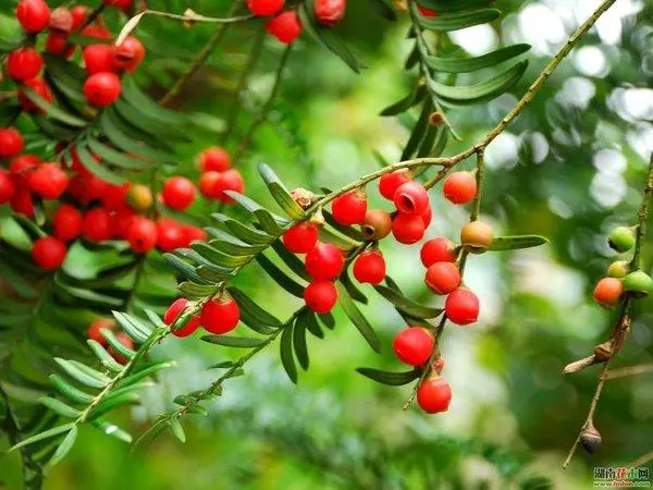 江西贛州發(fā)現野生紅豆杉林